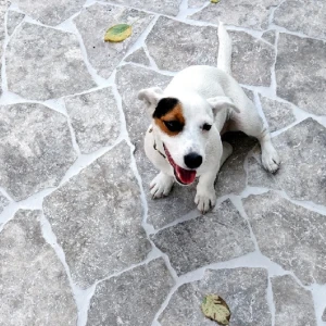 Travertinová dlažba Crazy Paving Silver omílaná 3 cm